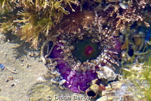 This is a gem sea anemone showing its amazing purple base! by Diana Barker 